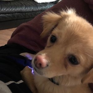 Meet your Posher, Nico